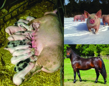 Photo de l'entreprise : Ferme du Lauzon