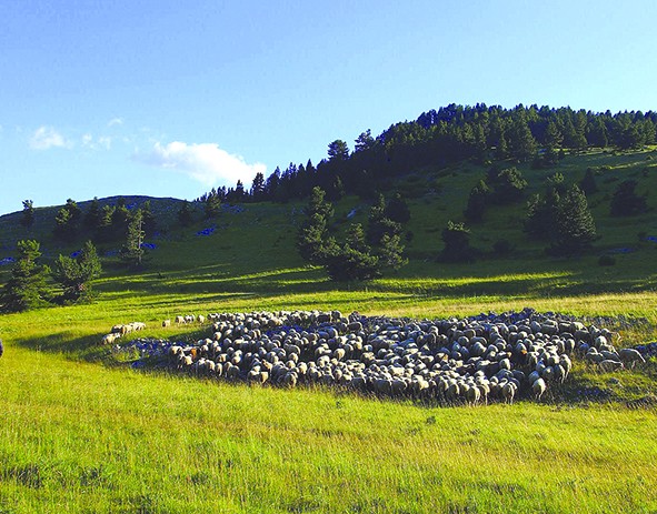 Photo de l'entreprise : GAEC de Blache Plane - Agneaux de la Vallée de Chauranne
