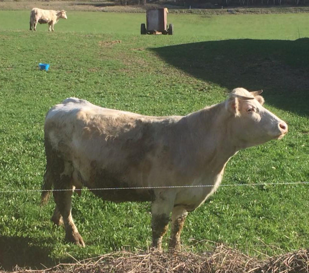 Photo de l'entreprise : GAEC Charolais Dallas