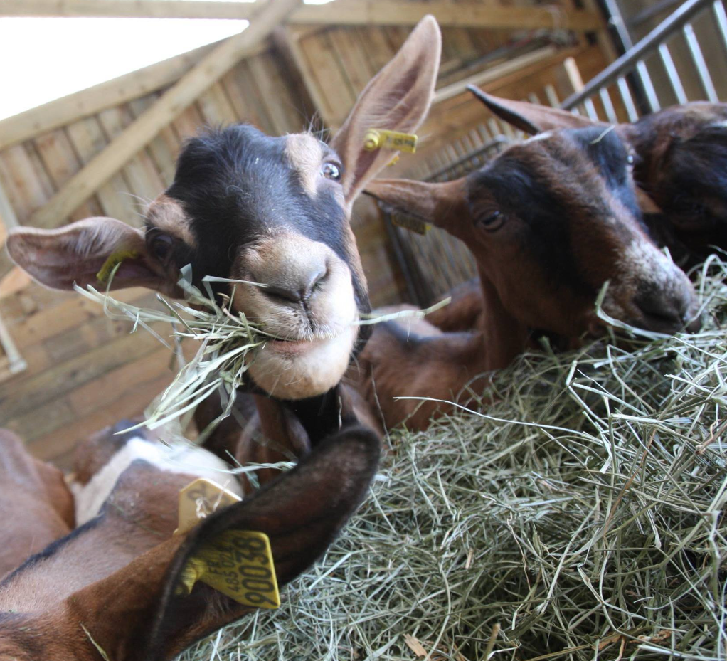 Photo de l'entreprise : La Ferme de Pic Ponçon