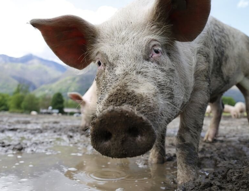Photo de l'entreprise : La Ferme des Candis - GAEC Aragon