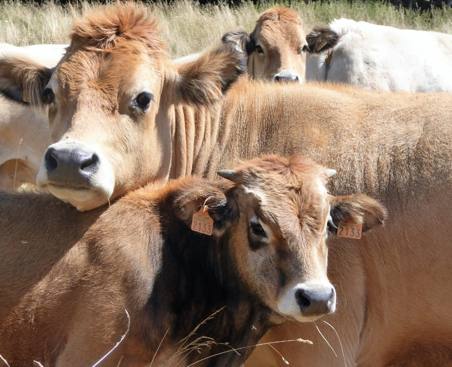 Photo de l'entreprise : La Ferme Pra du Pin