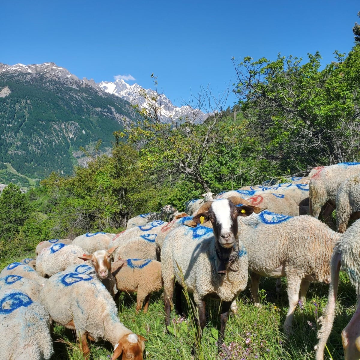 Photo de l'entreprise : GAEC Bio des Cabanes